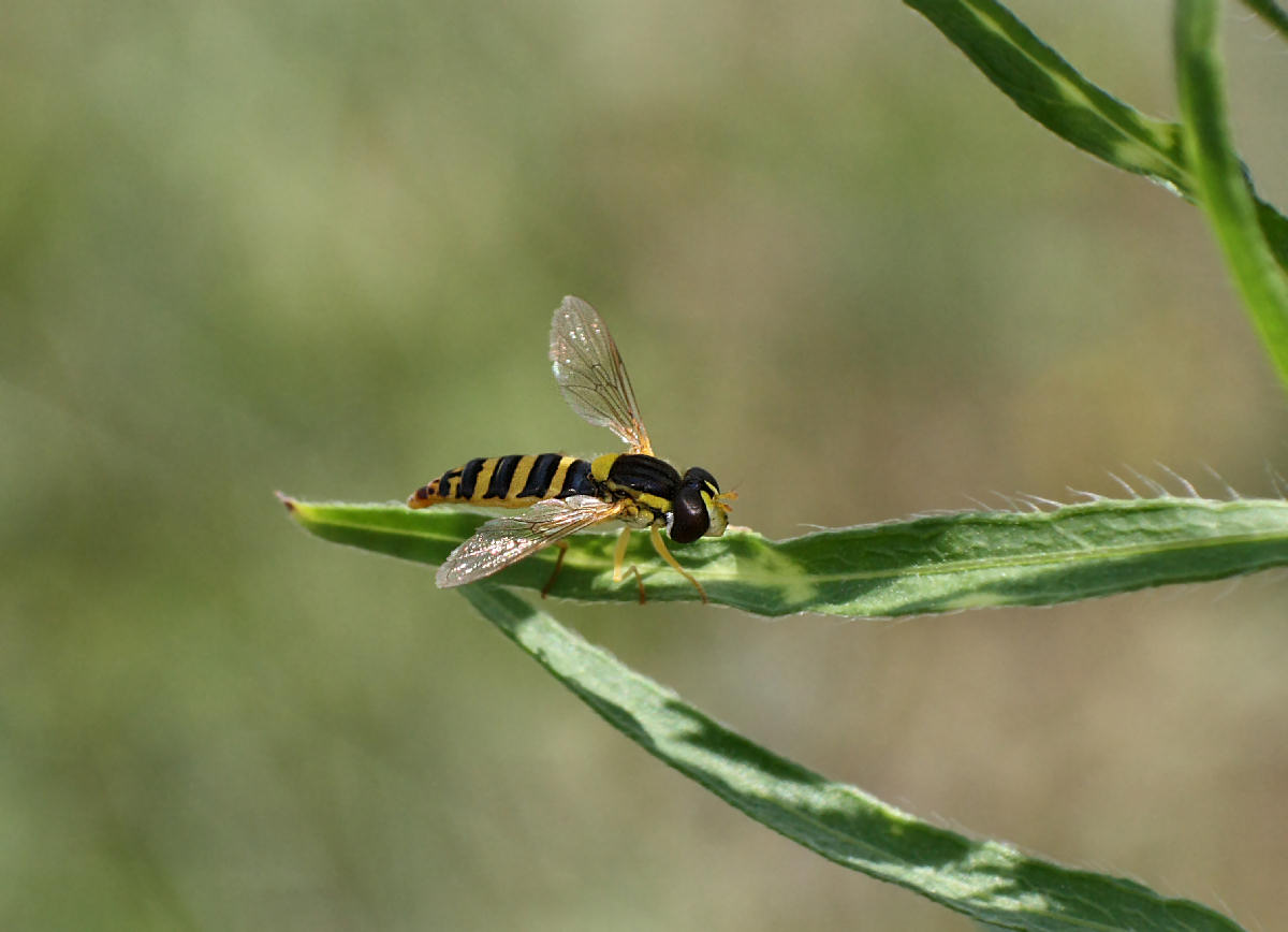 Sphaerophoria scripta ?